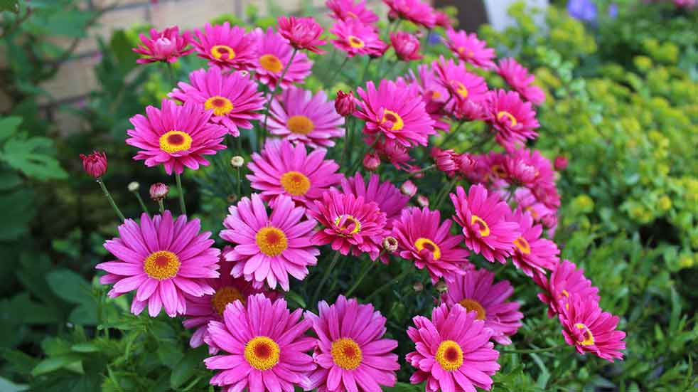 November gardening jobs chrysanthemums